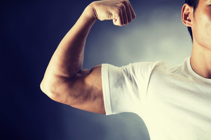 Biceps brachii